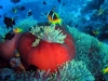 el-gouna-diving-egypt-2